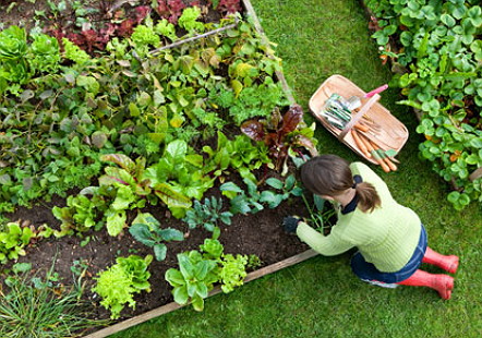 4 Natural Remedies To Keep Pests Out Of The Garden The Krazy