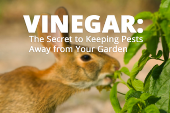 Keep Rabbits and Pests Away from Your Veggies with Vinegar! - The Krazy
