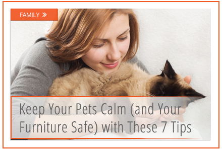 7 Cheap or Free Pet Soothers That Really Work