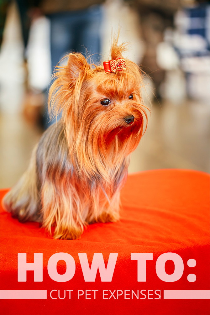 Are You Overspending on Your Pet? How to Tell and What to Do