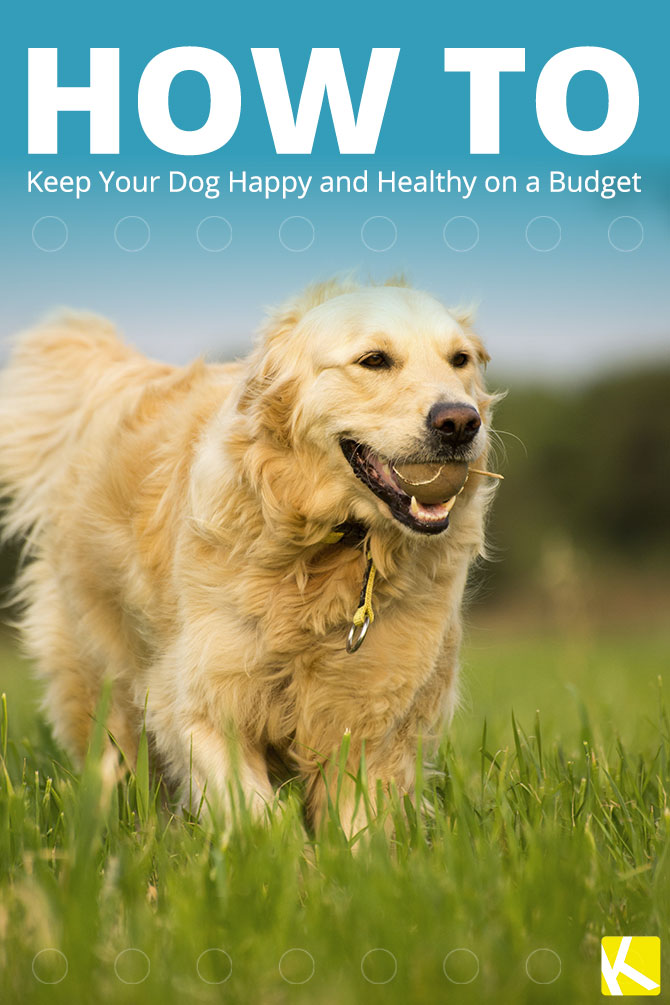 How to Keep Your Dog Happy and Healthy on a Budget