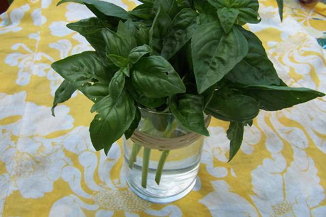 basil-water