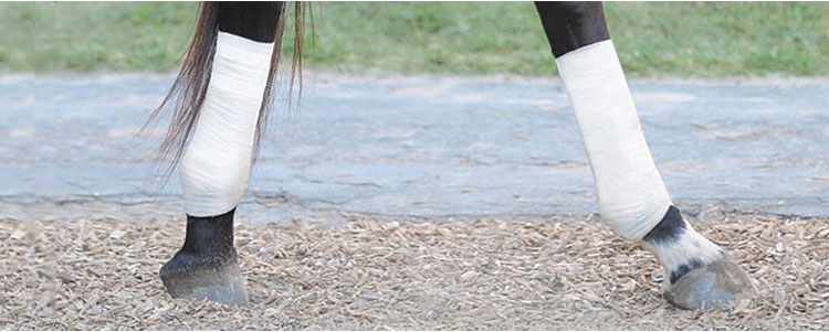 Tack Wrap for Horses