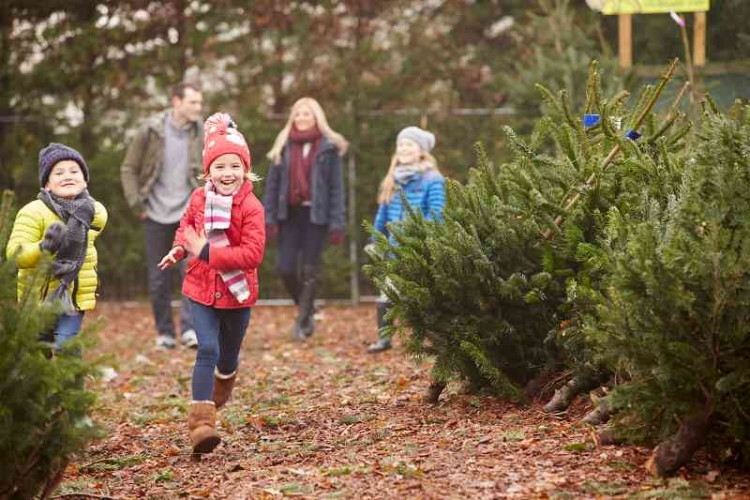 The Ultimate Christmas Tree Buying & Care Guide - The Krazy Coupon Lady