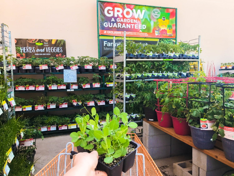 5 Tips To Save Money At Home Depot For All Your Diy Projects The If You Bonnie Plants With Miracle Grow Soil Or Plant Foods From Home Depot Are Guaranteed To Get A Harvest They Don T Produce During The