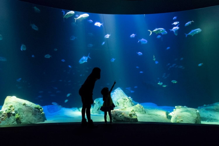 Donation Suggested: New York Aquarium