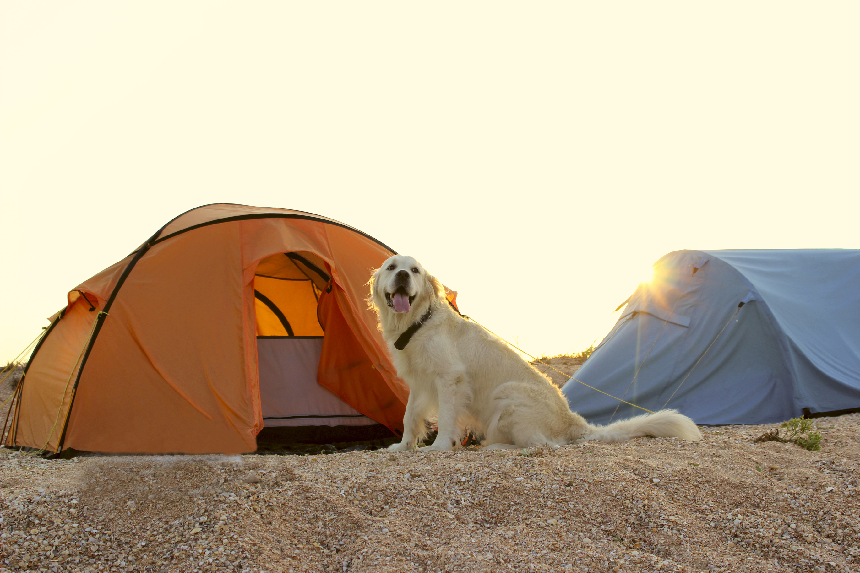 camping with dogs