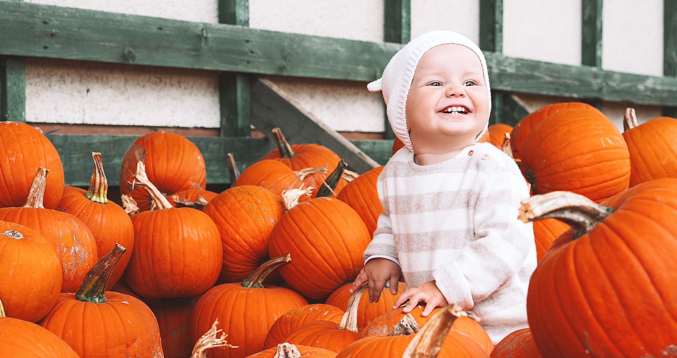 temple hall pumpkin patch