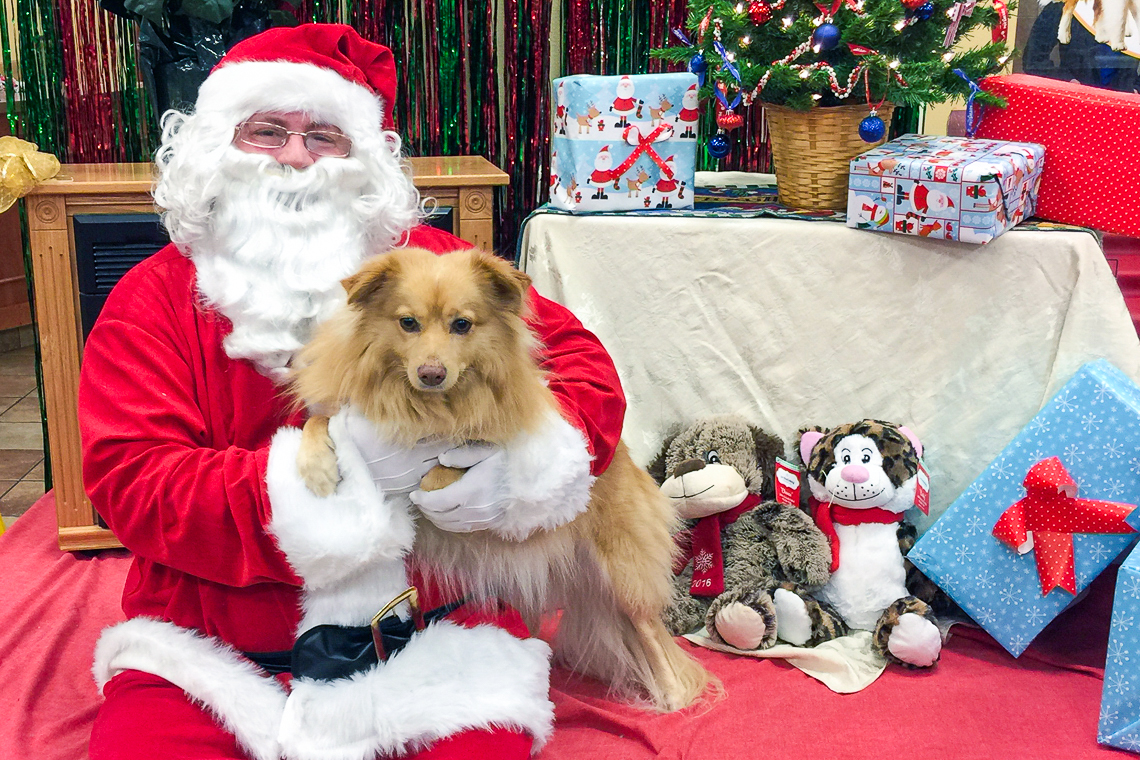 Where to Get Free Pet Photos With Santa The Krazy Coupon Lady