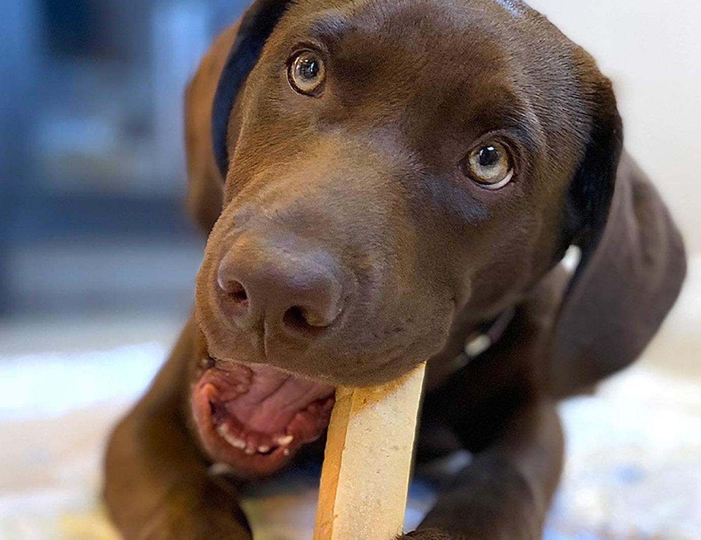 sam's club dog chew bones