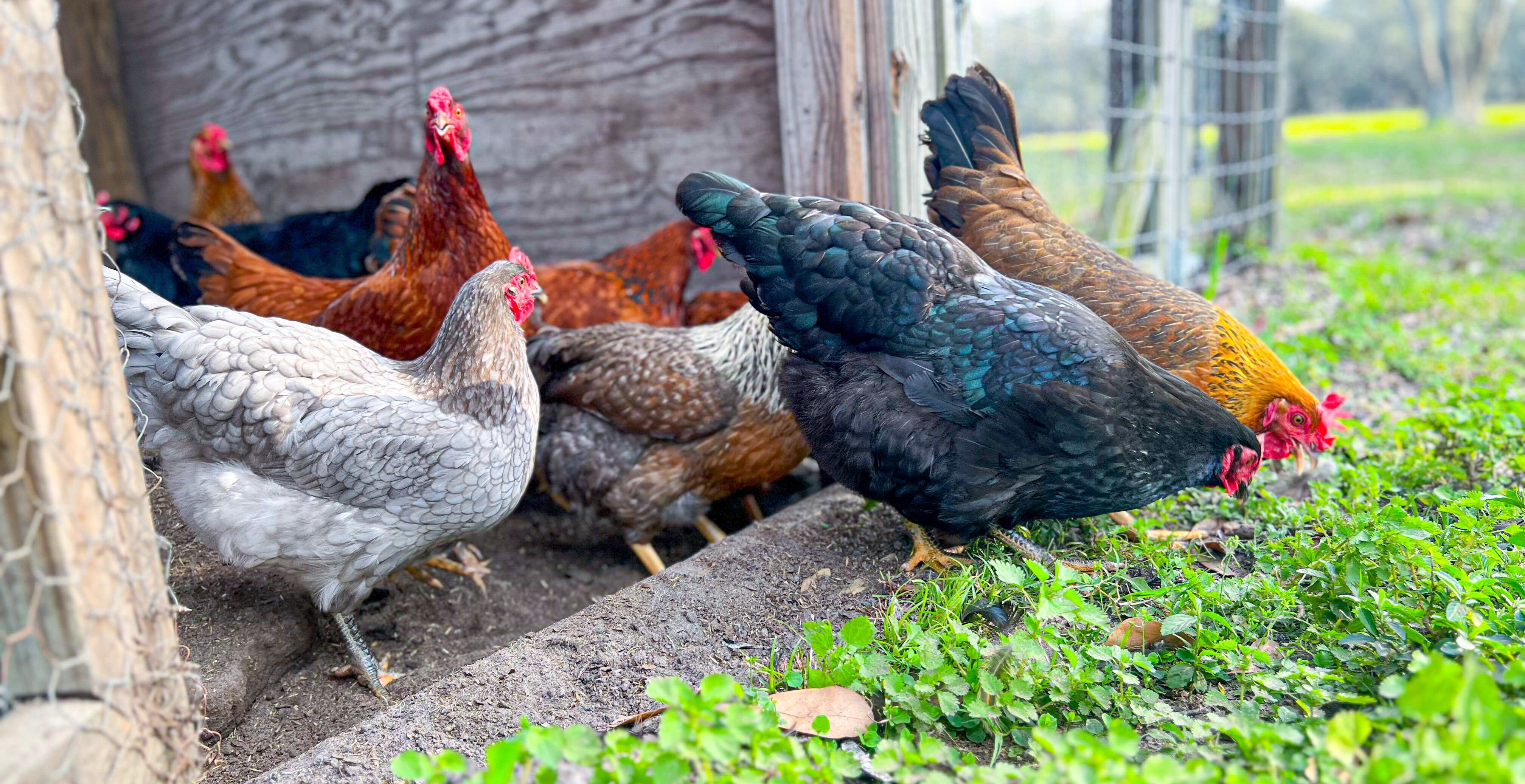 Will a Low Cost DIY Chicken Coop Beat the Rising Price of Eggs? The Krazy Coupon Lady